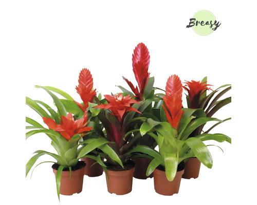 Bromelia Mix FloraSelf Bromelia-Cultivars ghiveci Ø 9 cm diferite sortimente Grup de bromelii în ghivece