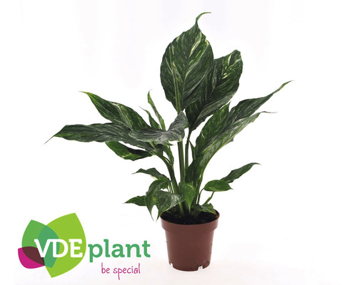 Crinul păcii FloraSelf Spathiphyllum Daimond H ca. 30 cm ghiveci Ø 12 cm