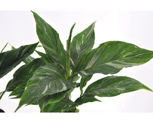 Floare lunii cu frunze verzi și albe