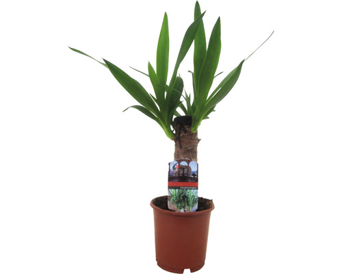 Arborele vieții FloraSelf Yucca elephantipes H ca. 40 cm ghiveci Ø 12 cm