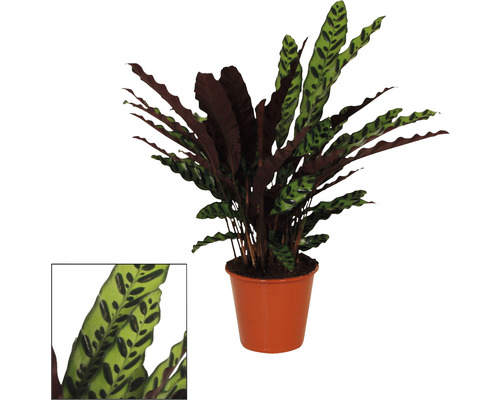 Planta care se roagă FloraSelf Calathea insignis H ca. 85 cm ghiveci Ø 17 cm Plantă de rugăciune în ghiveci
