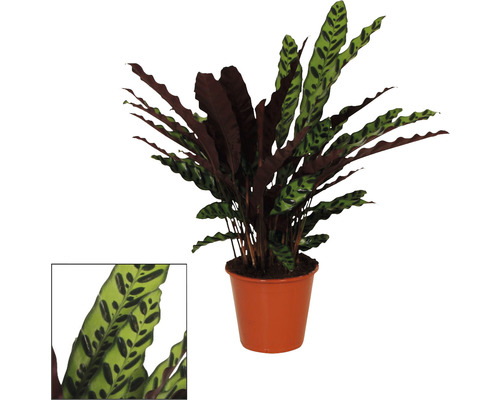 Planta care se roagă FloraSelf Calathea insignis H ca. 85 cm ghiveci Ø 17 cm