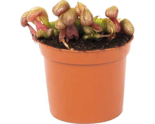 Plante insectivore mix FloraSelf Dionaea, Nepenthes, | HORNBACH