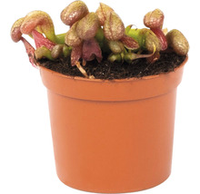 Plantă carnivoră în ghiveci
