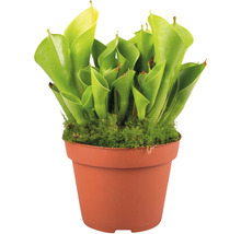 Planta carnivoră Sarracenia în ghiveci