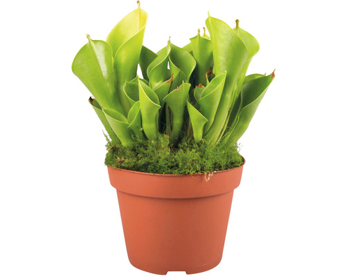 Planta carnivoră Sarracenia în ghiveci