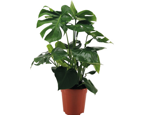 Monstera FloraSelf Monstera deliciosa H ca. 70 cm ghiveci Ø 21 cm