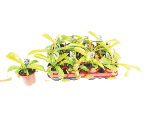 Plantă carnivoră FloraSelf Nepenthes H 10 cm ghiveci Ø 9 cm