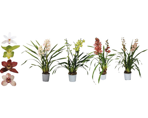 Orhidee barcă FloraSelf Cymbidium Mix H 55-70 cm ghiveci Ø 12 cm diferite sortimente