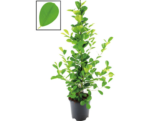 Ficus FloraSelf Ficus moclame H ca. 105 cm ghiveci Ø 21 cm