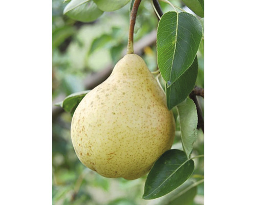 Pară în copac cu frunze