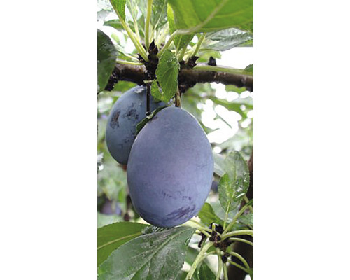 Pom fructifer prun Prunus Domestica Pom fructifer prun Prunus Domestica