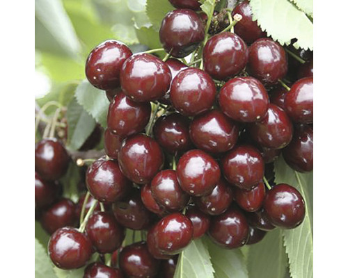Pom fructifer cireș Cerasus Avium H 150 cm Pom fructifer cireș Cerasus Avium H 150 cm