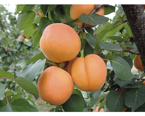 Pom fructifer cais Armeniaca vulgaris H 300 cm Pom fructifer cais Armeniaca vulgaris H 300 cm