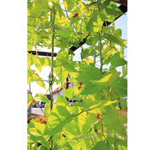 Plante cățărătoare cu frunze și flori roșii pe un spalier