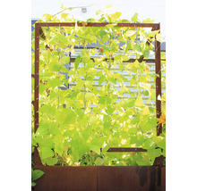 Grădină cu jardinieră metalică și plante cățărătoare