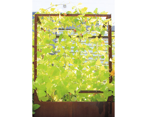 Grădină cu jardinieră metalică și plante cățărătoare