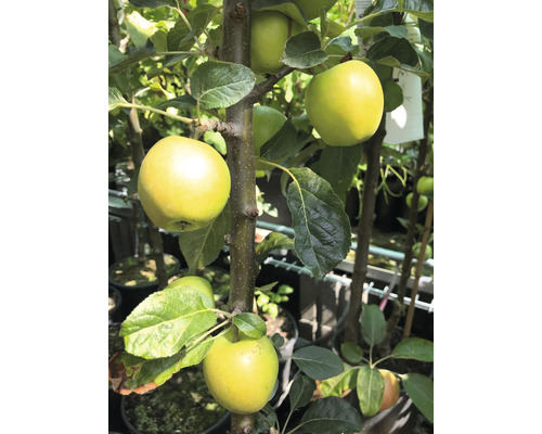 Pom fructifer măr FloraSelf Malus domestica 'Golden Gate' H 150-180 cm Co 10 L