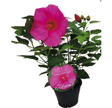Hibiscus la ghiveci cu floare roz