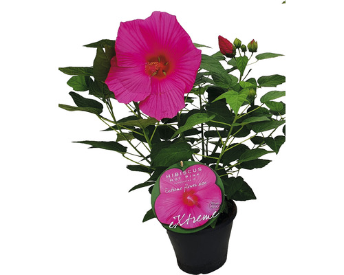 Hibiscus la ghiveci cu floare roz