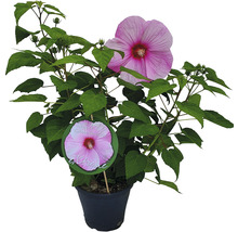 Hibiscus în ghiveci cu floare roz