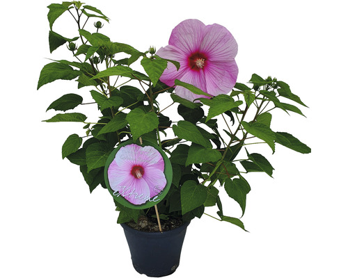 Hibiscus în ghiveci cu floare roz