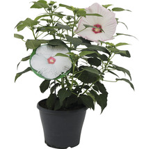 Hibiscus în ghiveci cu flori mari