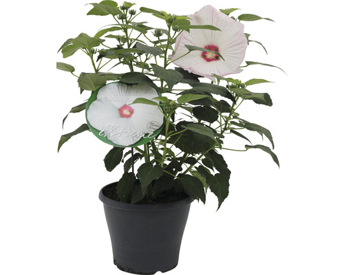 Hibiscus Extreme FloraSelf Hibiscus moscheutos 'Extreme' H 50-60 cm Co 5 L Hibiscus în ghiveci cu flori mari