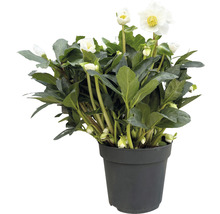 Spânz în ghiveci cu flori albe și frunze verzi.