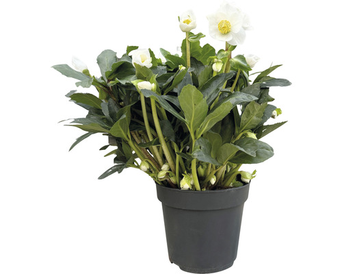 Spânz în ghiveci cu flori albe și frunze verzi.