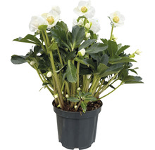 Spânz în ghiveci cu flori albe și frunze verzi