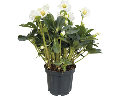 Spânz în ghiveci cu flori albe și frunze verzi