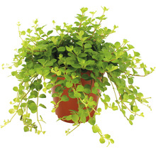 Plantă ornamentală într-un ghiveci