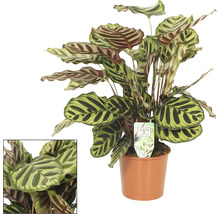 Planta care se roagă FloraSelf Calathea 'Makoyana' H ca. 85 cm ghiveci Ø 17 cm