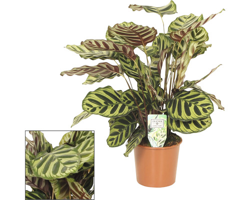 Planta care se roagă FloraSelf Calathea 'Makoyana' H 60-70 cm ghiveci Ø 17 cm Calathea plantă de interior în ghiveci