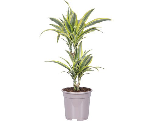 Dracena FloraSelf Dracaena 'Lemon Lime' H ca. 75 cm ghiveci Ø 17