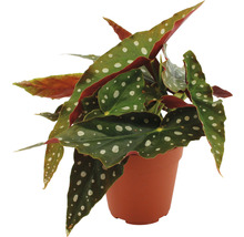 Plantă de begonie cu model punctat în ghiveci