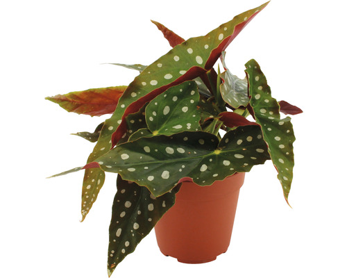 Plantă de begonie cu model punctat în ghiveci