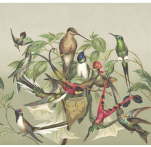 Fototapet vlies Curiosity Birds bej/verde 318x300 cm