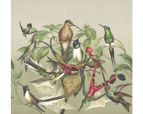 Fototapet vlies Curiosity Birds bej/verde 318x300 cm Ilustrație cu colibri și plante