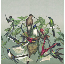 Fototapet vlies Curiosity Birds verde 265x265 cm