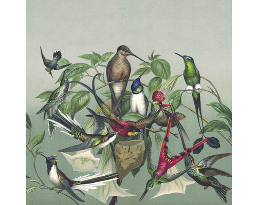 Fototapet vlies Curiosity Birds verde 265x265 cm Ilustrație cu colibri pe o ramură