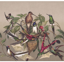 Fototapet vlies Curiosity Birds bej 318x300 cm