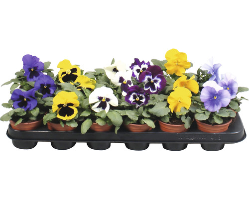 Panseluțe în tăviță de însămânțare