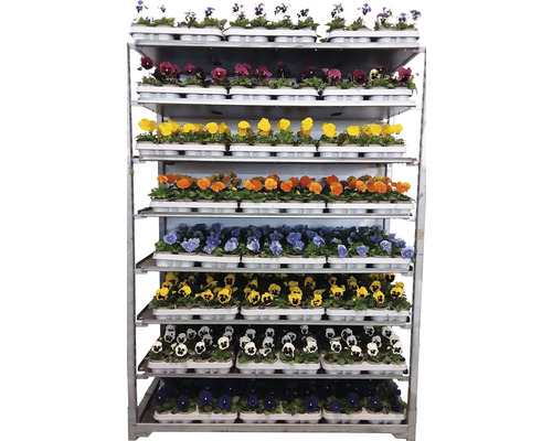 Cărucior cu flori cu diferite soiuri de violete