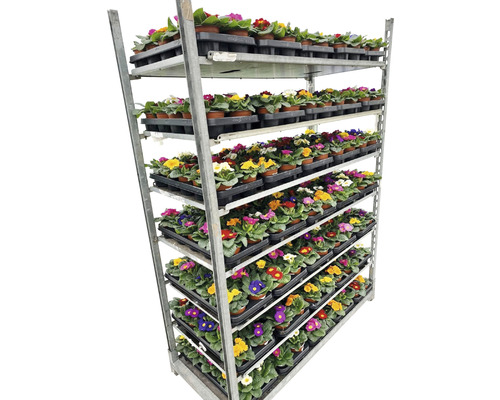 Raft cu plante de primule în ghivece