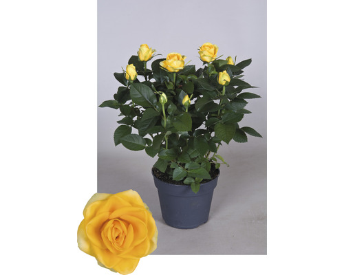 Trandafir galben în ghiveci