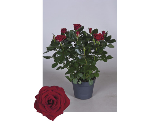 Trandafir la ghiveci cu flori roșii și frunze verzi