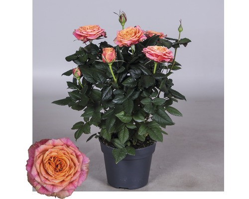 Tufă de trandafiri cu flori în ghiveci