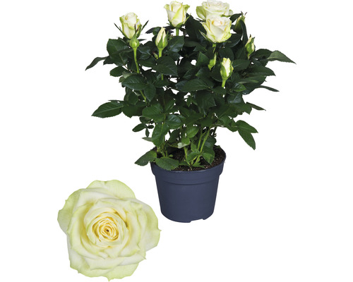 Trandafir la ghiveci cu flori deschise la culoare